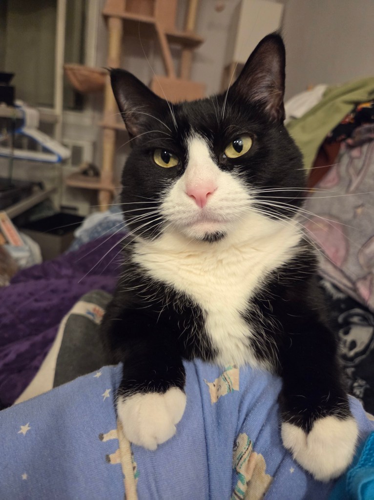 Zarabeth, a black and white tuxedo cat with green eyes. She is showing off her socks. 
